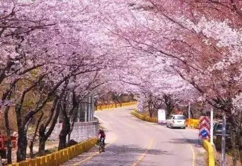 小樱花爆料韩国视频,韩国热门视频背后的故事